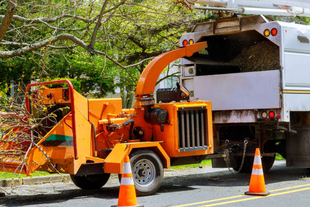 Best Tree Mulching  in Frankfort, OH